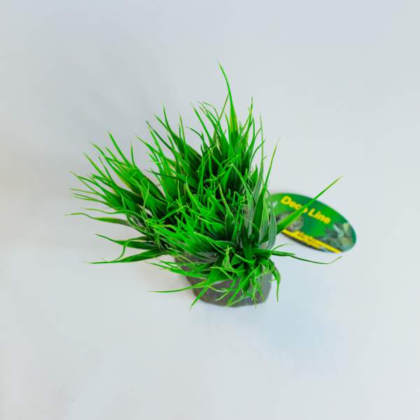 Preview: Lucky Reptile Sumatra Gras (Terrarienpflanze)